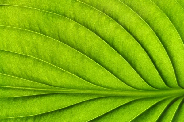 Green leaf texture — Stock Photo, Image