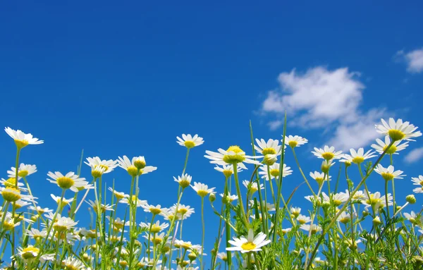 Daisy flowers and sky — Stock Photo, Image