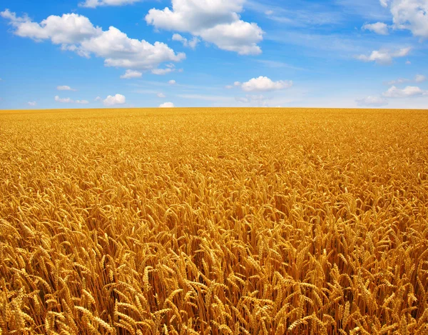 Field of wheat — Stock Photo, Image