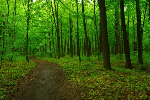 Den grønne skogen – stockfoto