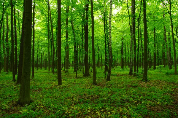 Bella foresta verde — Foto Stock