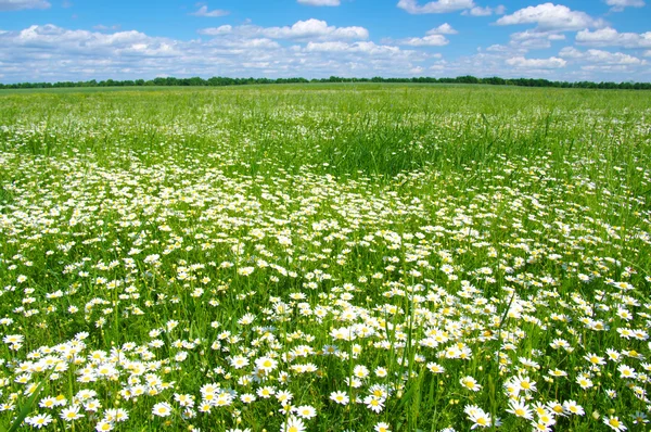Daisy flowers and sky — Stock Photo, Image
