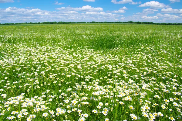 Flores da margarida e céu — Fotografia de Stock