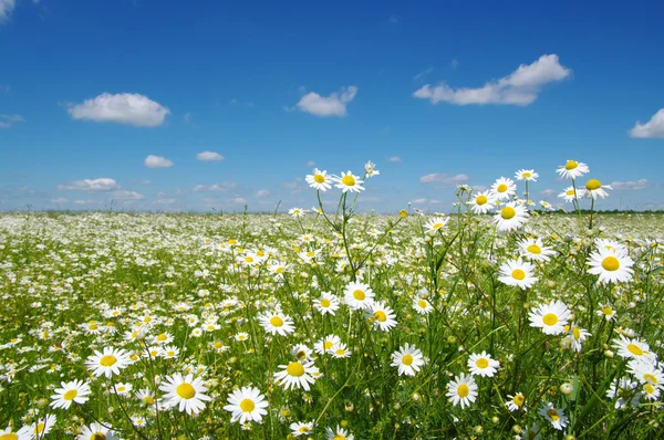 Daisy flowers and sky — Stock Photo, Image