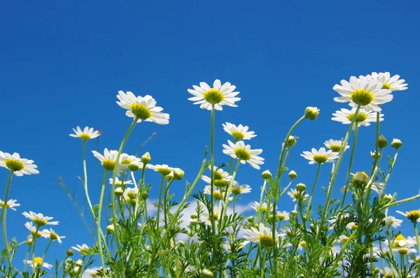デイジーの花と空 — ストック写真
