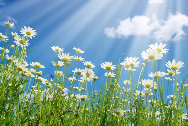 Flores de margarita y el cielo —  Fotos de Stock