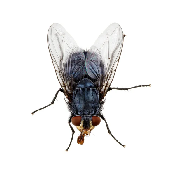Na białym tle owad — Zdjęcie stockowe
