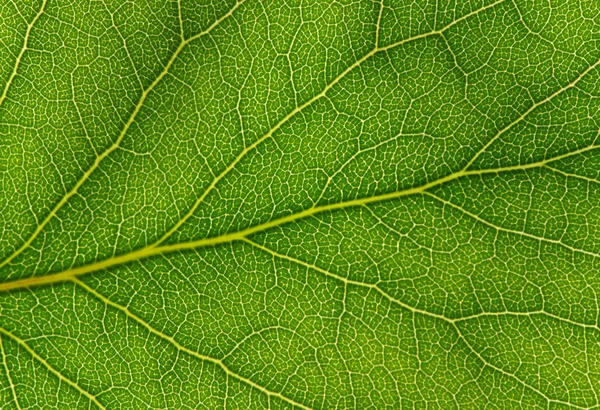 Green leaf texture — Stock Photo, Image