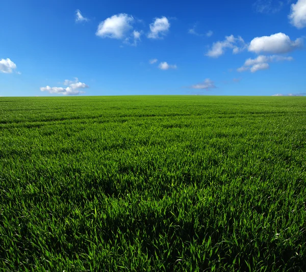 Champ vert et ciel — Photo