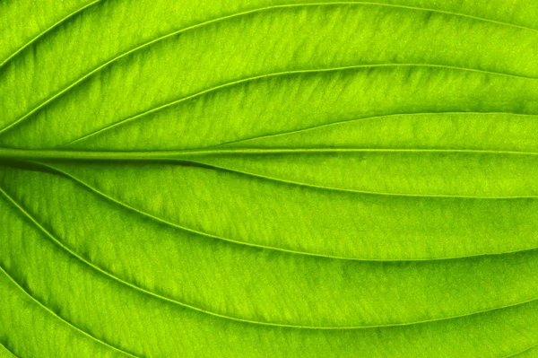 Green leaf texture — Stock Photo, Image