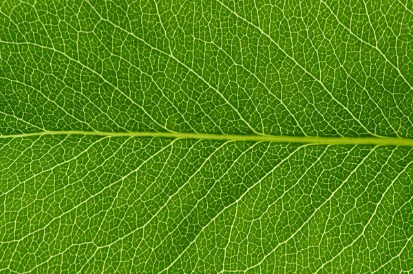 Textura de folha verde — Fotografia de Stock