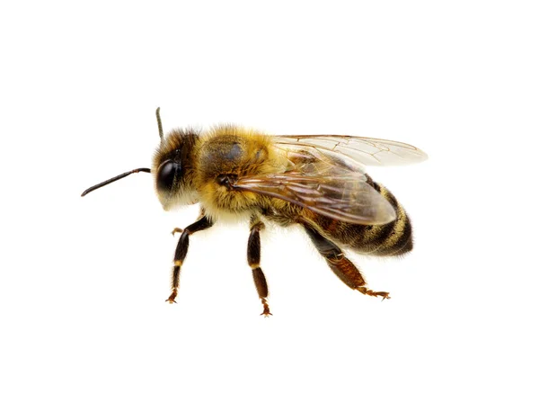 Bee isolerad på den vita — Stockfoto