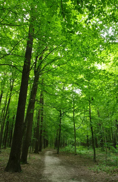 Den gröna skogen绿色森林 — Stockfoto