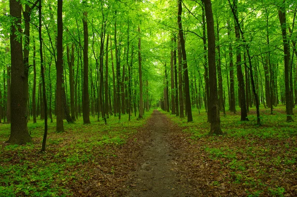 Den gröna skogen绿色森林 — 图库照片