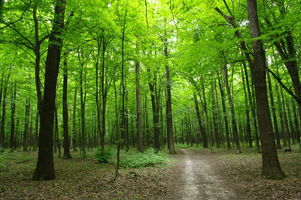 Het groene bos — Stockfoto