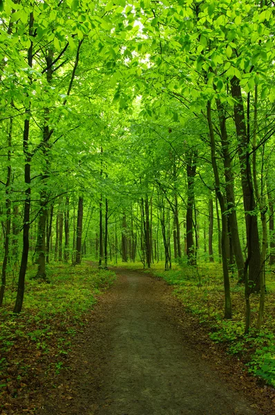 Het groene bos — Stockfoto