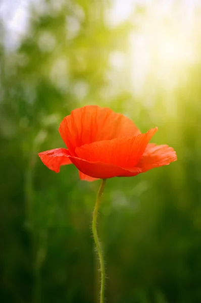 Blume auf Feld — Stockfoto