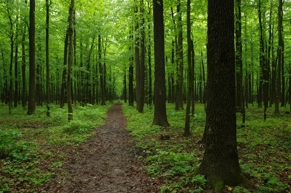 El bosque verde — Foto de Stock