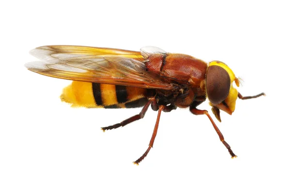 Бджола ізольована на білому — стокове фото