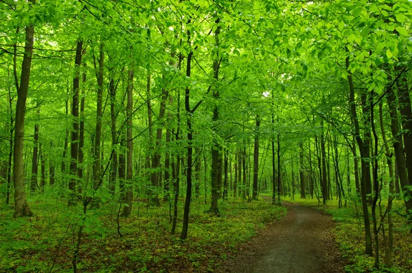 A Floresta Verde — Fotografia de Stock