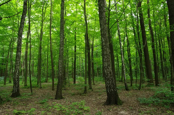 Het groene bos — Stockfoto