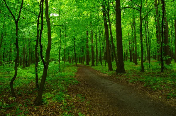 Het groene bos — Stockfoto