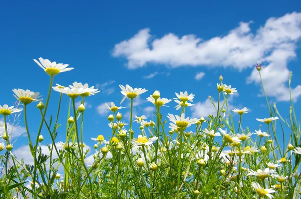 Bloem op veld — Stockfoto