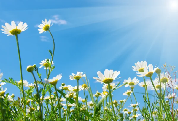 Flower on field — Stock Photo, Image