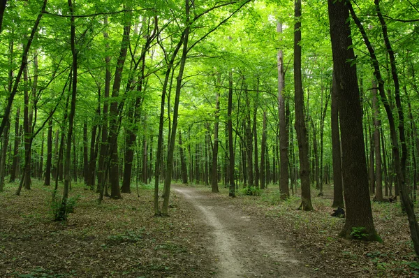 Het groene bos — Stockfoto