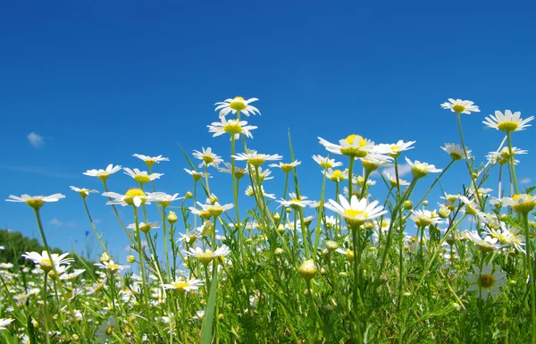 Цветок на поле — стоковое фото