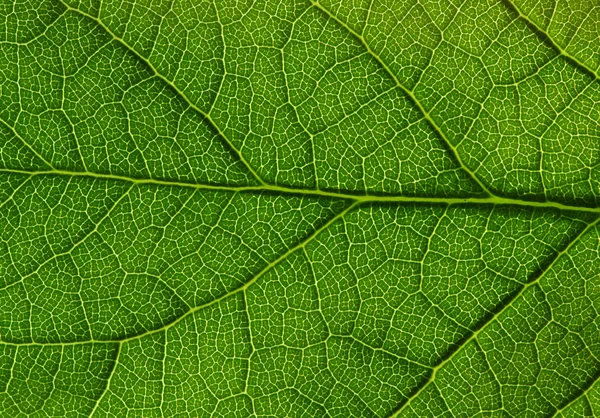 緑の葉のテクスチャ — ストック写真