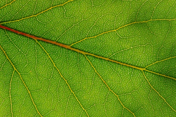 Textura de hoja verde —  Fotos de Stock