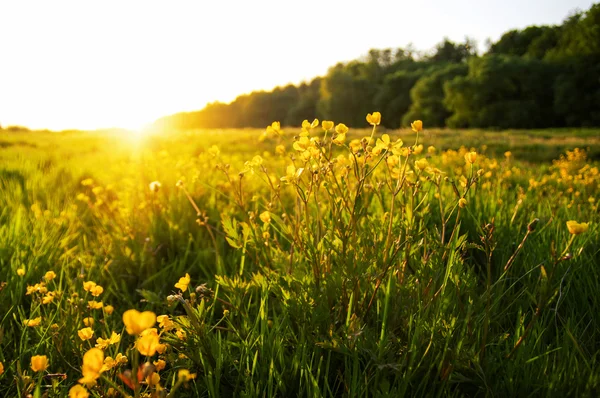 Fiore sul campo — Foto Stock