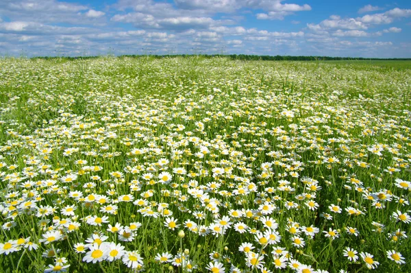 Flower on field — Stock Photo, Image