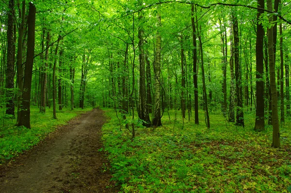 Schöner grüner Wald — Stockfoto