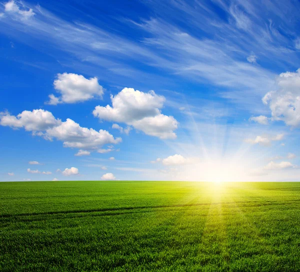 Field and sun Royalty Free Stock Photos