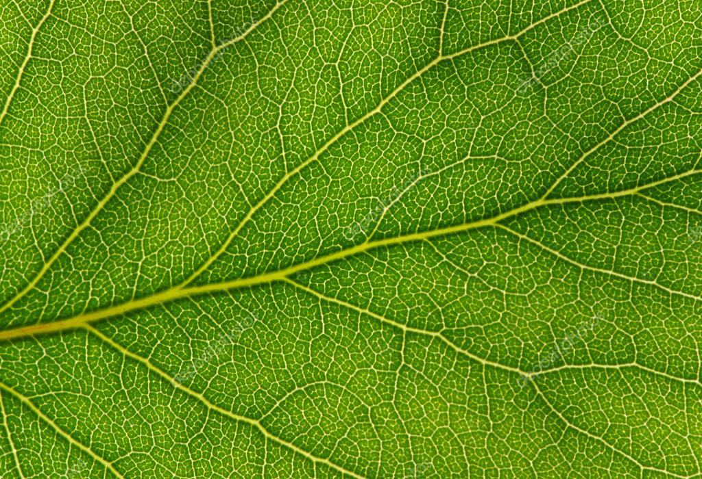 Green leaf texture Stock Photo by ©Ale-ks 105041676