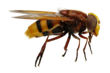  böcek bir beyaz üzerinde 