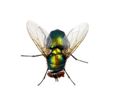  Insect on a white  clipart