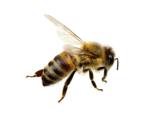 白で蜂 — ストック写真