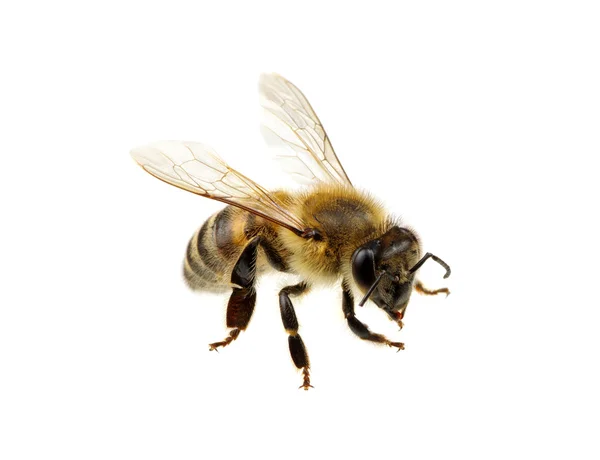 Abeja en el blanco — Foto de Stock