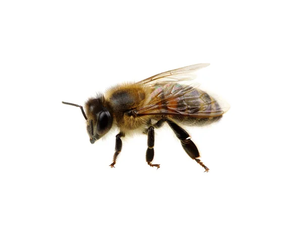 Bee op de witte — Stockfoto