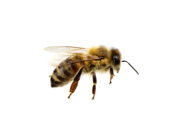 Bee op de witte — Stockfoto