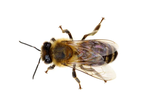 Bee op de witte — Stockfoto