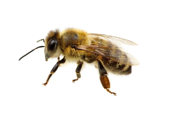 Bee op de witte — Stockfoto