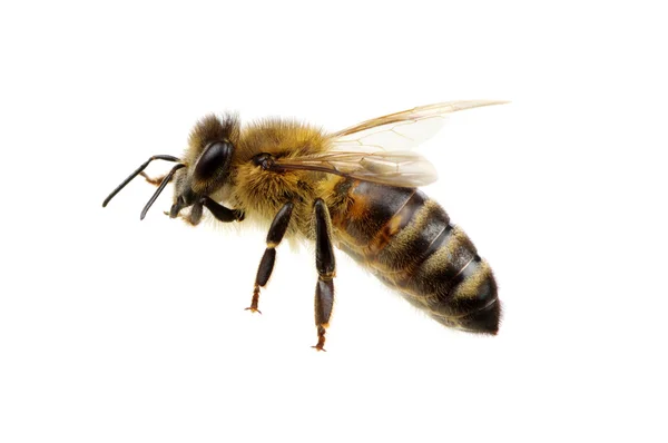 Abeja en el blanco — Foto de Stock