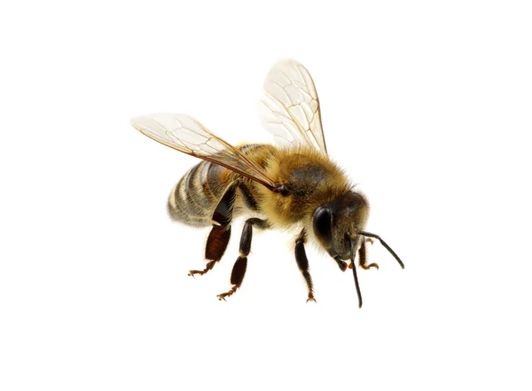 Abeja en el blanco — Foto de Stock