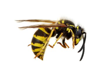 Eşek arısı beyaz üzerine izole 