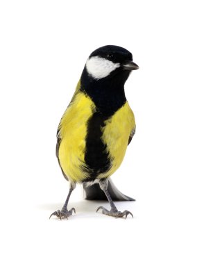 büyük baştankara üzerinde beyaz izole 