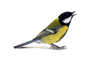 büyük baştankara üzerinde beyaz izole 